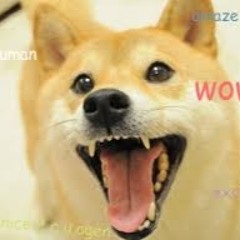 ShibaInuDogDoge