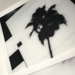 Palm_Trees