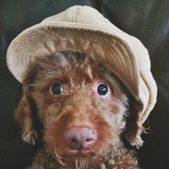 Biscuit Hunter