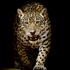 Nguyễn Xuân Việt Hoànn