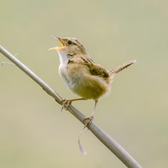 Ecuador Dawn Chorus Project