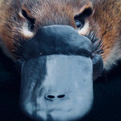 Bad Platypus
