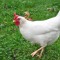 chicken joe