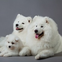 Polar
