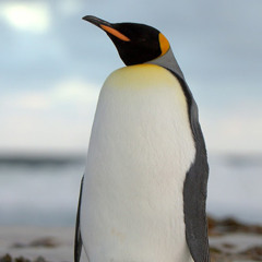 Maikal Krupin