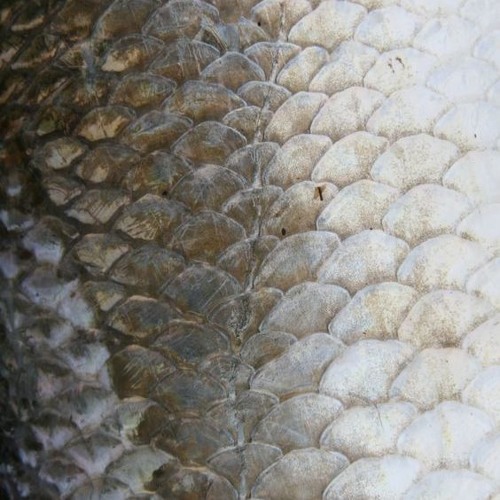 andrewkol'tcov - mutuality