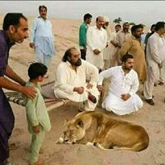 سمن سندرانى