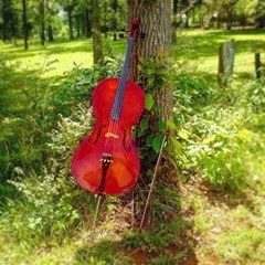 Spruce Top Trio