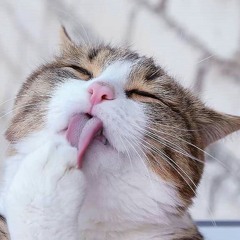 minmincute