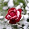Ariful Mamun