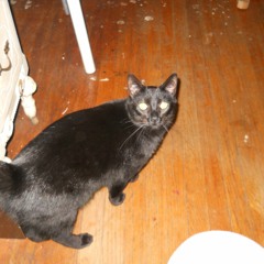 Hang On St. Christopher (Tom Waits Cover)