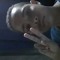 Adons