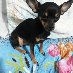 Tobby Rocha