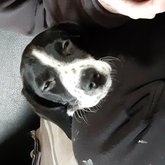 bronson