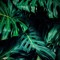 junglebeats