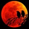 Johnny Crow