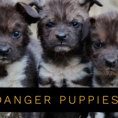 Danger Puppies