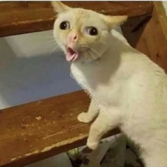 tengo