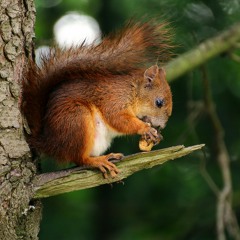 Squirrel time