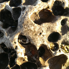 wild spider