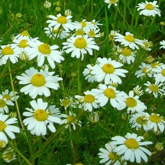 Chamomile