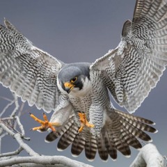 TranceFighter