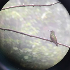 Oscar & Daniel Collabz