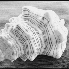 M. Stifonk