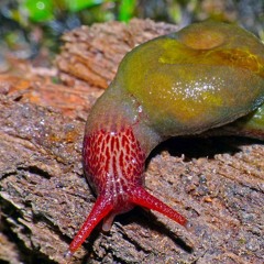 NETEJANT EL SUPERJÒ