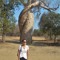 aamarron