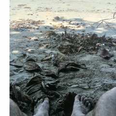 FC and his white elephant