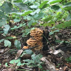 upsidedown mushroom