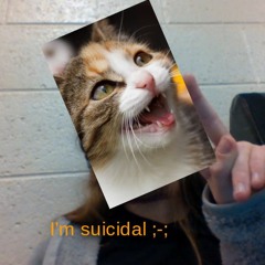 The suicidal cat