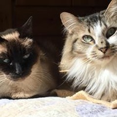 Sandra Pearson Shlapak