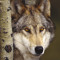MrGreyWolf32