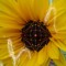 13 herbals naturalways