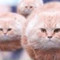 I Am Cat