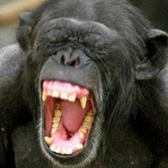 Marcello Sgambelluri