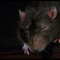 Cloutless Rat