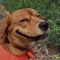 Brad's Dog
