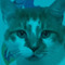 DiscoCat73