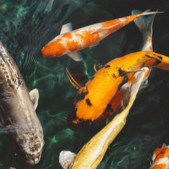 Thiên nhai | 天涯 (Chân trời) - Nhậm Hiền Tề, Lưu Vũ Ninh