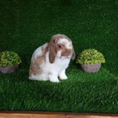 Fiq RD's Rabbitry
