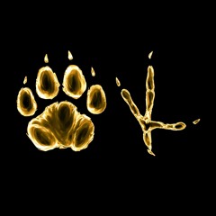 Forest Tiger Friend & Owl Helper