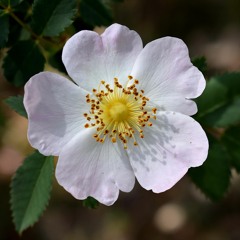 Dog-Rose Studio