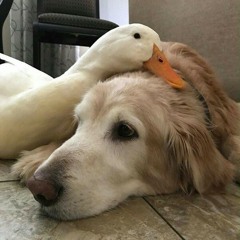 duck'n'dog