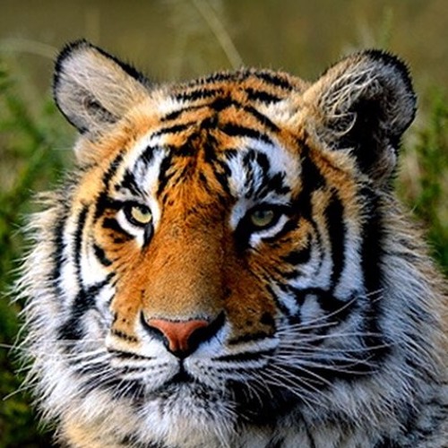 bass tiger’s avatar