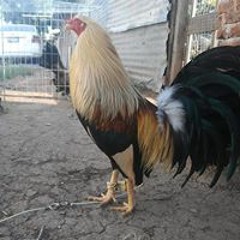ricardo