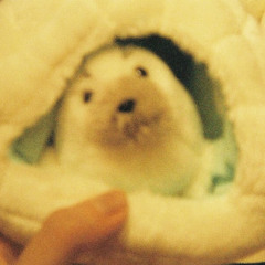 momokokawakita