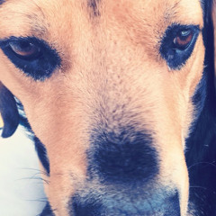 diamond292dog